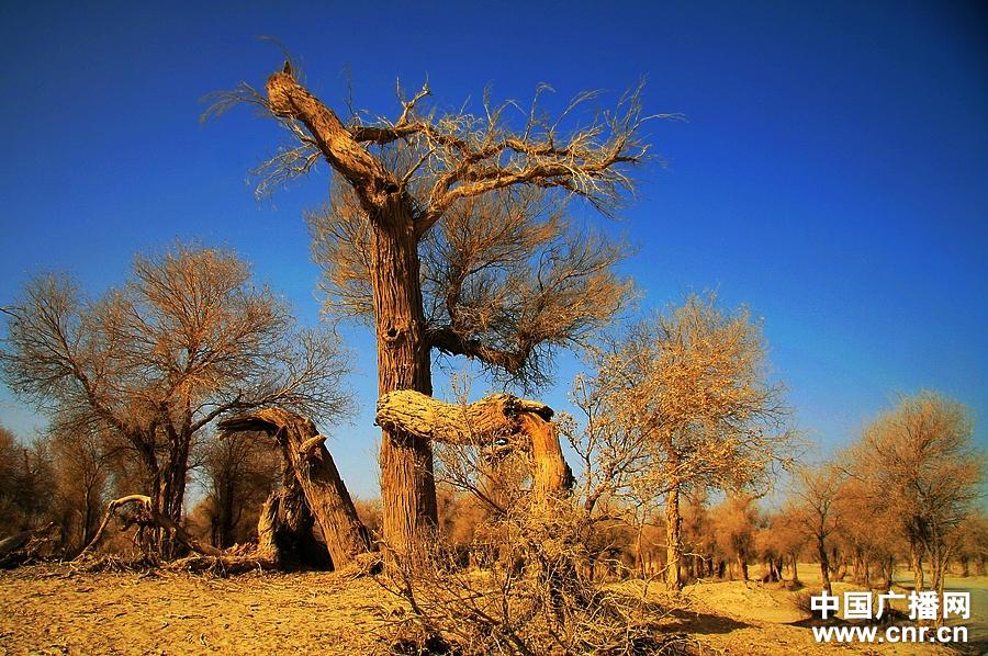【开云电竞中国】第2416章 人命如草芥
